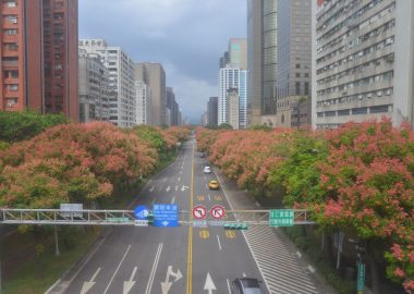 台灣欒樹-敦化南路二段