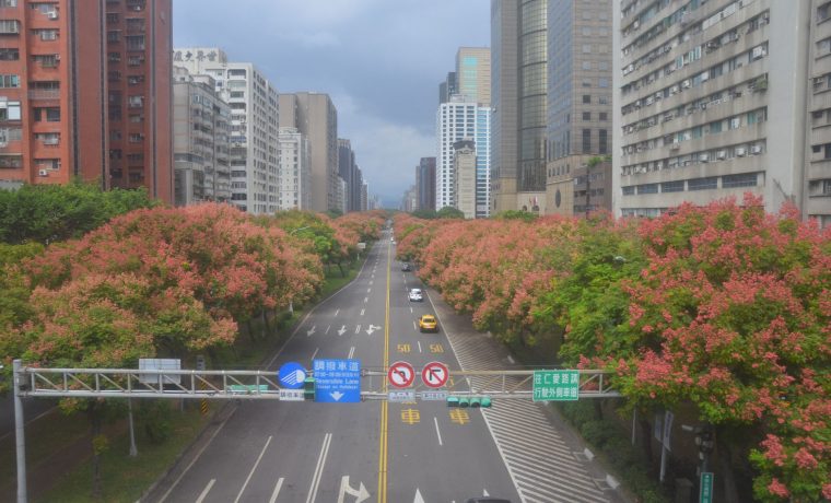 台灣欒樹-敦化南路二段